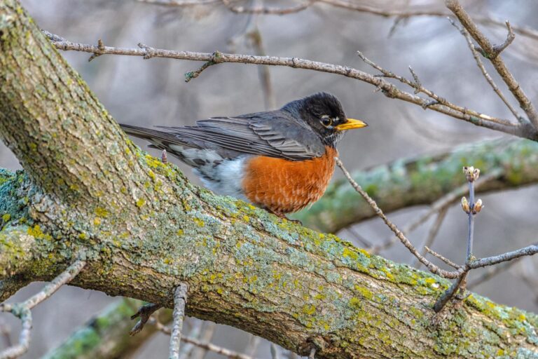 Little Local Joys: The Migrating Birds
