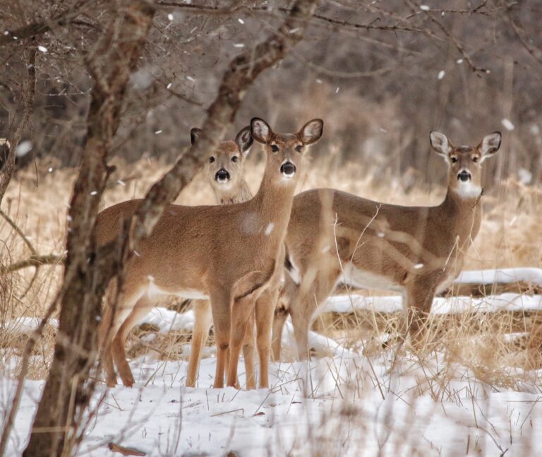 Ask ELi: When Will the Deer Be Culled?